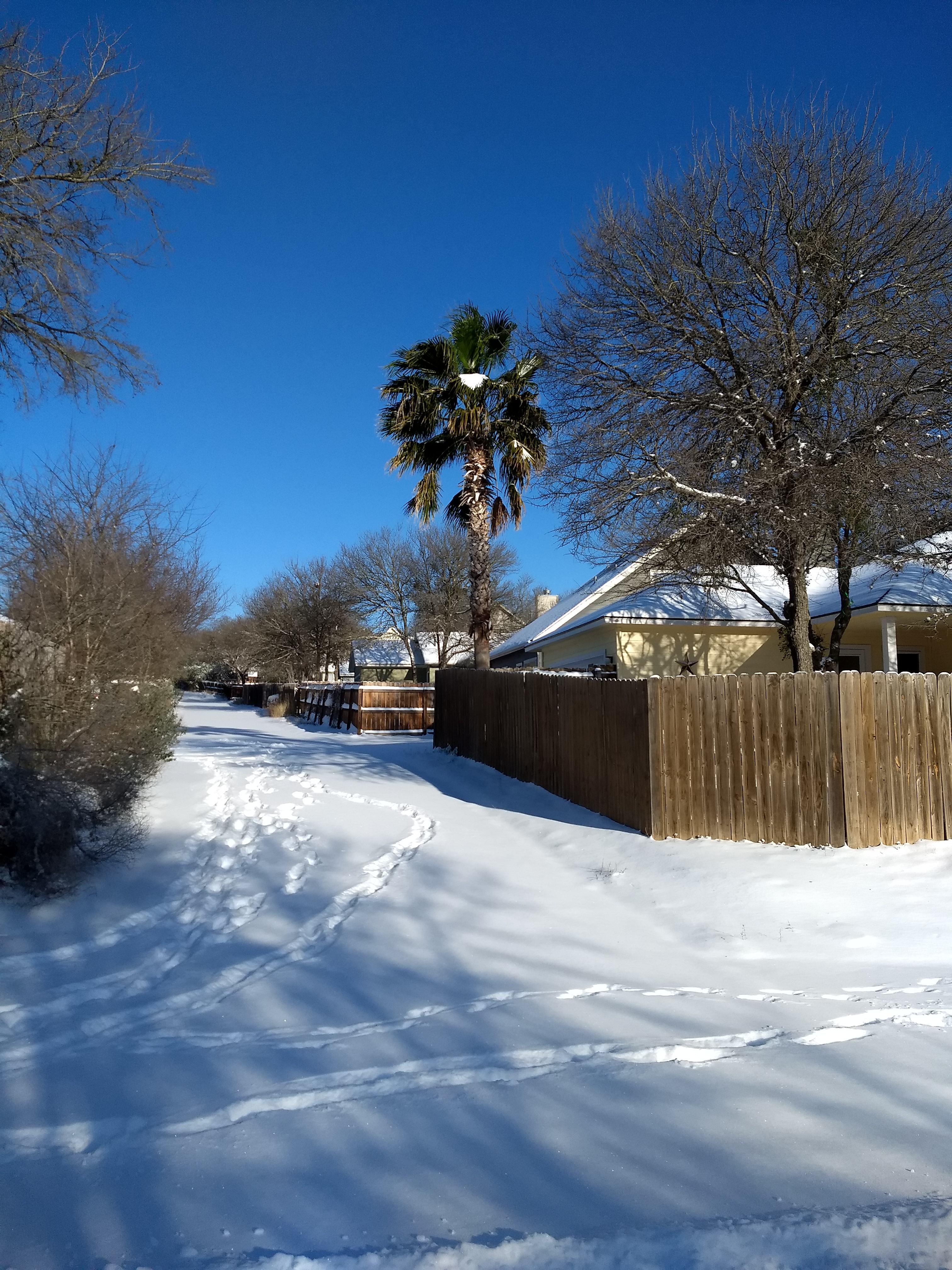 A palm tree covered in snow