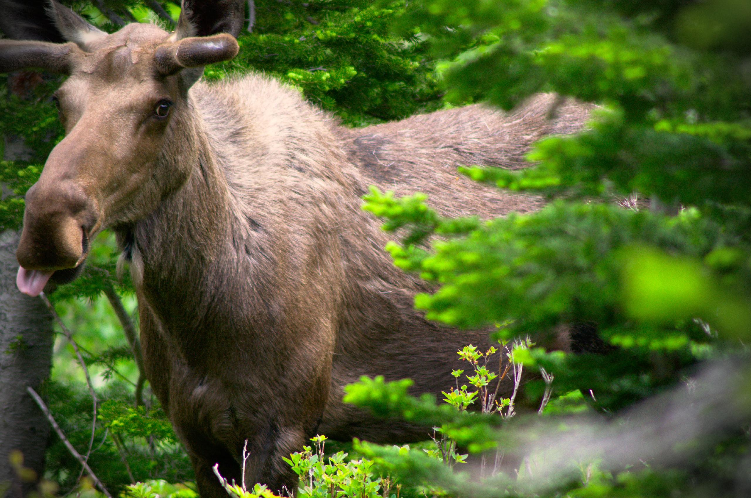 A moose sticking out his tongue