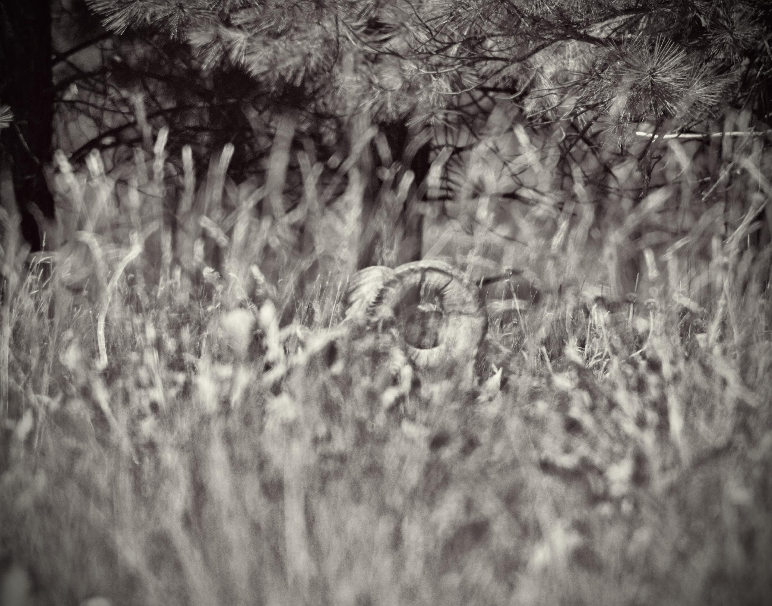 A bighorn sheep taking a nap in the grass. Only its horns are clearly visible.