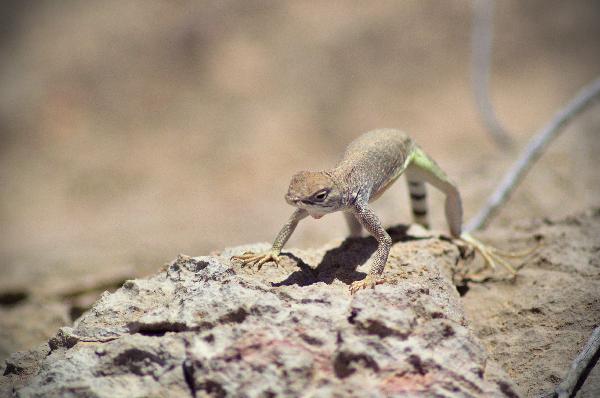 A lizard doing pushups on a sunbaked rock